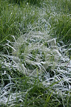 Frosty Grass