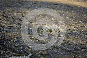 A frosty grass hump on asphalt