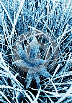 Frosty grass and leaf