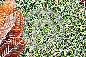 Frosty grass and leaves background