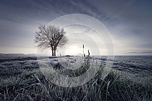 Frosty grass on a misty winter meadow