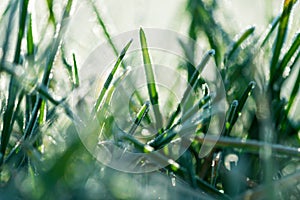 Frosty Grass in the Morning