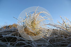 Frosty Grass