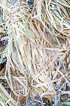 Frosty grass with shiny ice frost in snowy forest park. Plants covered hoarfrost and in snow. Tranquil peacful winter