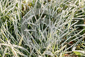 Frosty grass with shiny ice frost in snowy forest park. Plants covered hoarfrost and in snow. Tranquil peacful winter