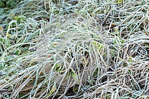 Frosty grass with shiny ice frost in snowy forest park. Plants covered hoarfrost and in snow. Tranquil peacful winter photo