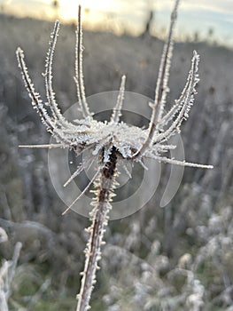 Frosty grasses on a frosty morning 2