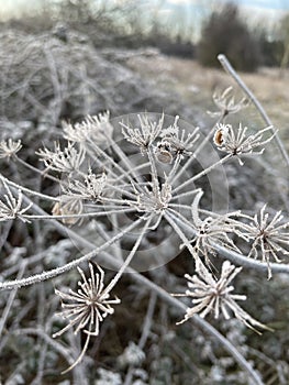 Frosty grasses on a frosty morning
