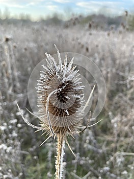 Frosty grasses on a frosty morning 3