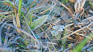 Frosty green grass at sunrise in autumn with fallen leaves. Autumn leaves in frost. Bokeh.