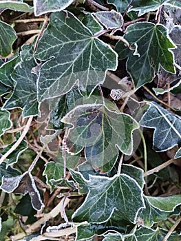 Frosty Green leafs