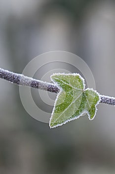 Frosty ivy leaf