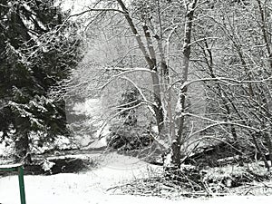 White winter landscape in Serbia with trees covered in snow and a winding road