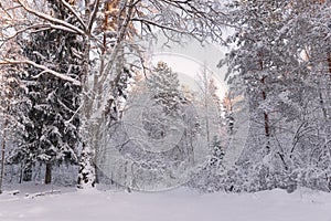 Frosty Landscape In Snowy Forest.Winter Forest Landscape. Beautiful Winter Morning In A Snow-Covered Birch Forest. Snow Covered Tr