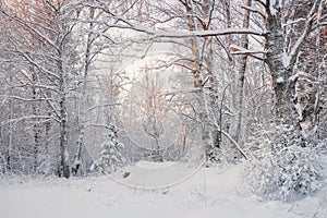 Frosty Landscape In Snowy Forest.Winter Forest Landscape. Beautiful Winter Morning In A Snow-Covered Birch Forest. Snow Covered Tr