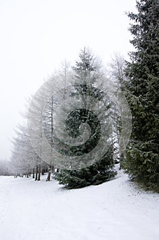 Frosty larch and spruce trees at winter in Finland on sky background.