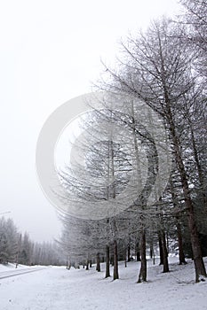 Frosty larch trees at winter in Finland on sky background.