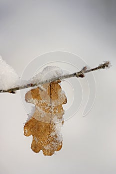 Frosty leaf