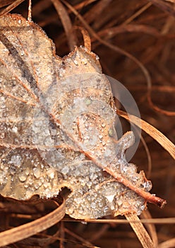 Frosty Leaf