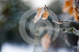 Frosty leaf