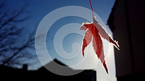 A frosty leaf in the Autumn