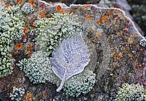 Frosty leaf on a colorful stone