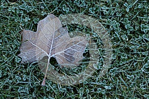 Frosty leaf on grass
