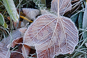 Frosty Leaf in the Great Smoky Mountains National Park