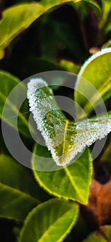 Frosty Leaf Macro with Spiderwebs