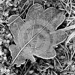 Frosty leaf - shot with analogue film.