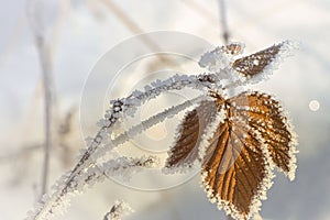 Frosty leaf winter season
