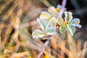 Frosty leaves