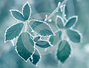 Frosty Leaves