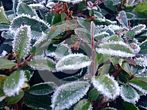 Frosty leaves