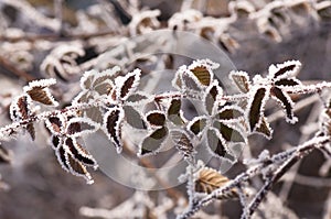 Frosty Leaves