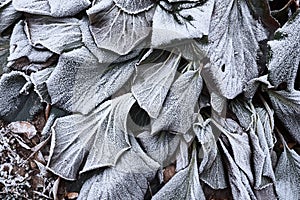 Frosty leaves background