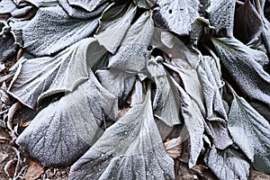 Frosty leaves background