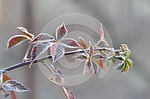 Frosty Leaves of Black berry