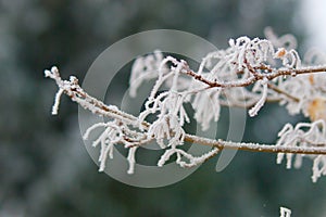 Frosty leaves on branches