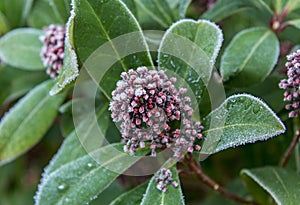 Frosty leaves on a cold winters day