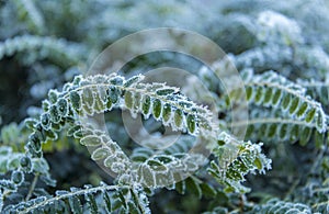 Frosty leaves on a cold winters day