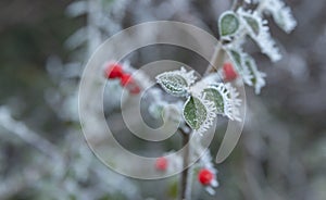 Frosty leaves on a cold winters day