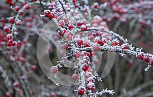 Frosty leaves on a cold winters day