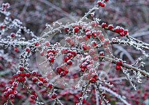 Frosty leaves on a cold winters day