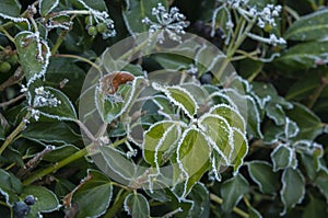 Frosty leaves on a cold winters day