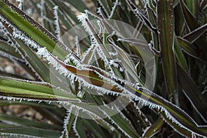 Frosty leaves on a cold winters day