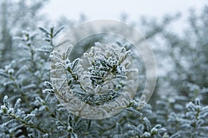 Frosty leaves on a cold winters day