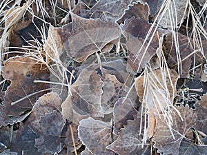 Frosty Leaves