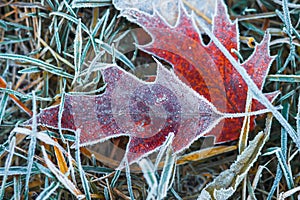 Frosty leaves on grass. Autumn background. Hoarfrost on plants. Cold nature. Creative nature layout