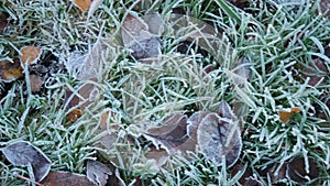 Frosty leaves and grass with shiny ice frost in snowy forest park. Leaves covered hoarfrost and in snow. Tranquil